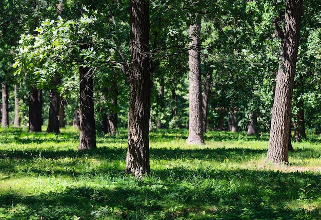 Robles en el parque de hierba verde de verano