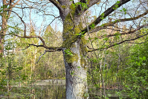 Robles que crecen en un pantano, el tronco y las ramas de un árbol cubierto de musgo verde