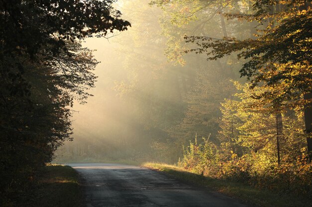 Robles retroiluminado por el sol naciente en un brumoso bosque otoñal