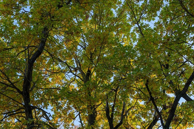 Robles verdes a principios de otoño fondo de primer plano de fotograma completo