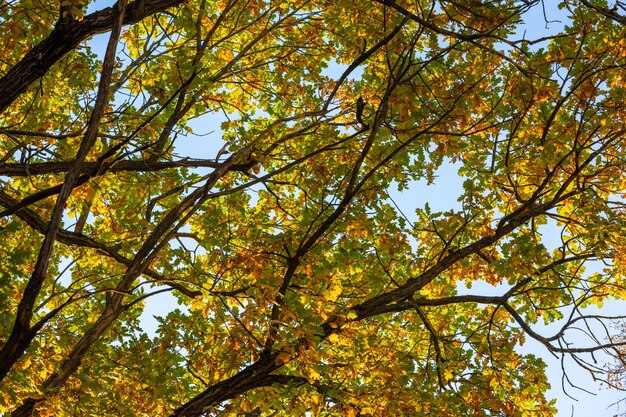 Robles verdes a principios de otoño en primer plano de fondo de cielo azul