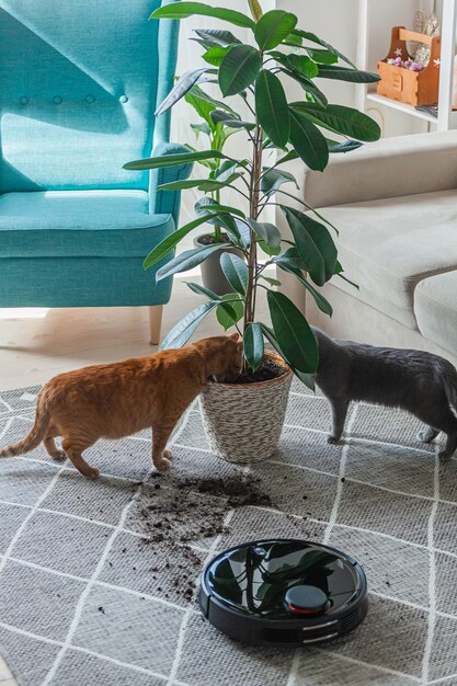 Robot aspirador que limpia la alfombra sucia y el gato en casa junto a la planta