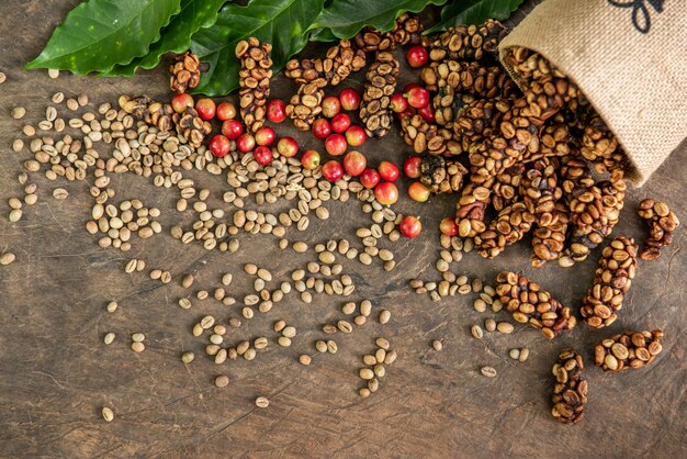 Robusta, Arábica, bayas de café y granos de café.