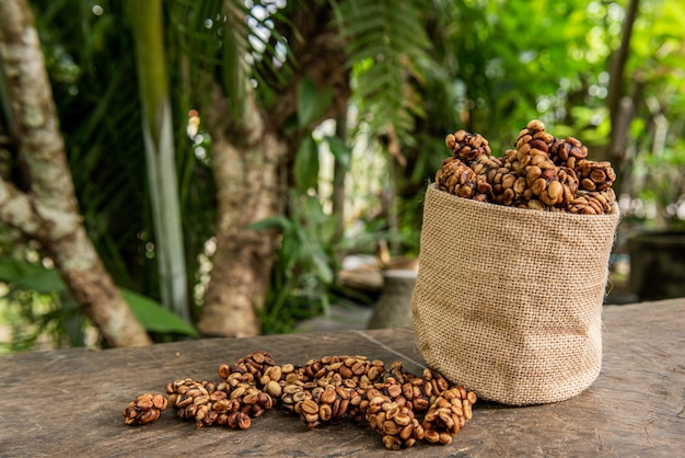 Robusta, granos de café arábica