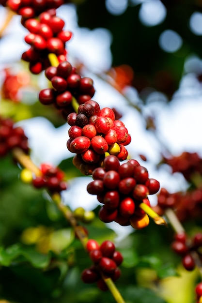 Robusta Kaffeebohnen, die auf Baum im Norden von Thailand reifen