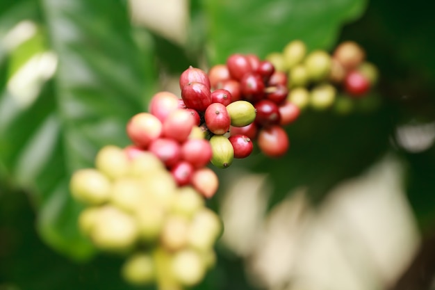 Robusta Kaffeefarm und Plantage auf dem Südberg von Thailand.