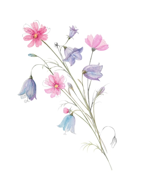 Roca de acuarela dibujada a mano de flor de campanilla rosa cosmea brotes de margarita y hojas ilustración