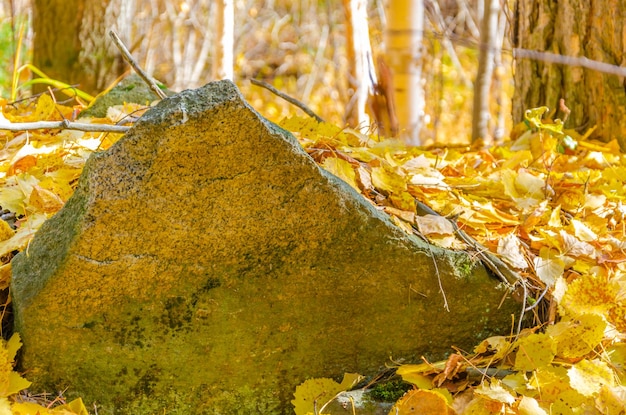 Una roca en el bosque con hojas amarillas en el suelo.