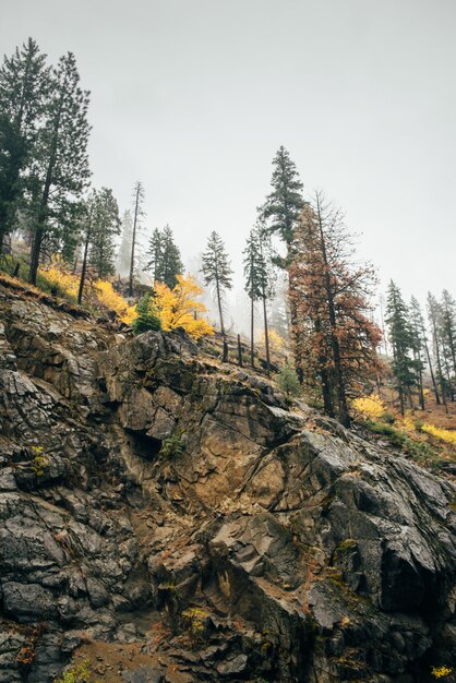 Roca en el bosque de otoño