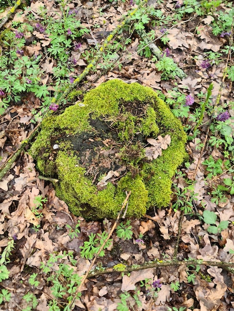 Una roca cubierta de musgo con una hoja está rodeada de hojas y un tocón de árbol.