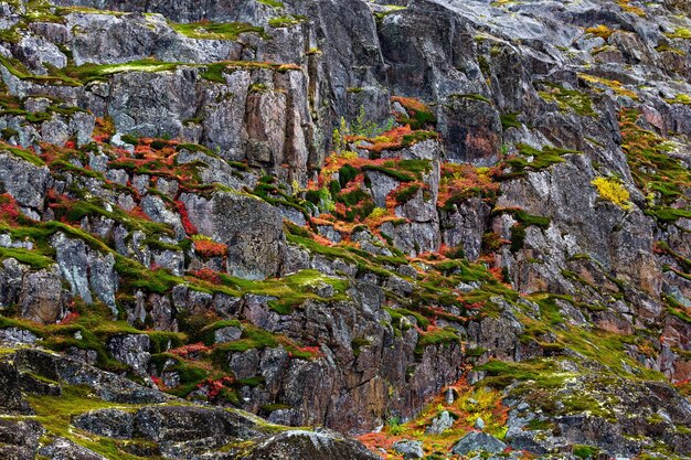 Roca, ladera de montaña cubierta de vegetación, musgo, líquenes en la tundra. Península de Kola, Rusia.