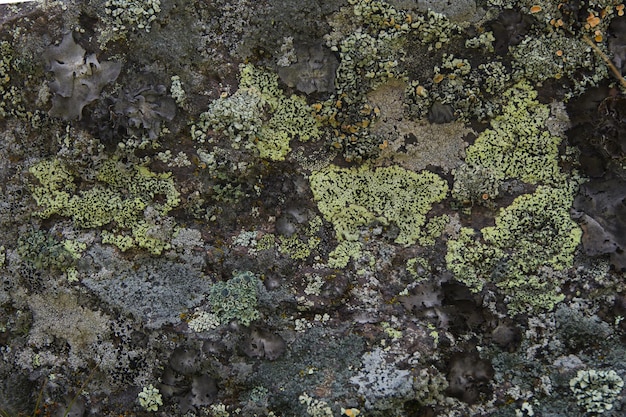 roca en las montañas que está cubierta de un hermoso cierre de musgo texturizado