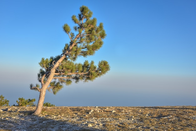 Roca de pino solitario, montaña de árbol, pino en el acantilado