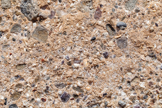 Foto roca sedimentaria con inclusiones de conchas y piedras de cerca