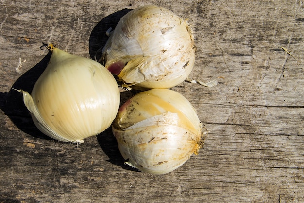 Rocambole sobre mesa de madera. El puerro de arena (Allium scorodoprasum) o rocambole y el ajo de cáscara en escabeche coreano es una especie euroasiática de cebolla silvestre