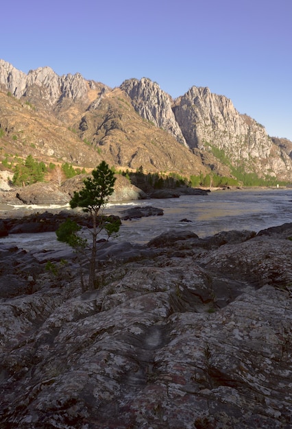 Rocas de colores en capas en la orilla de un río de montaña Pino entre las rocas Rocas altas y afiladas