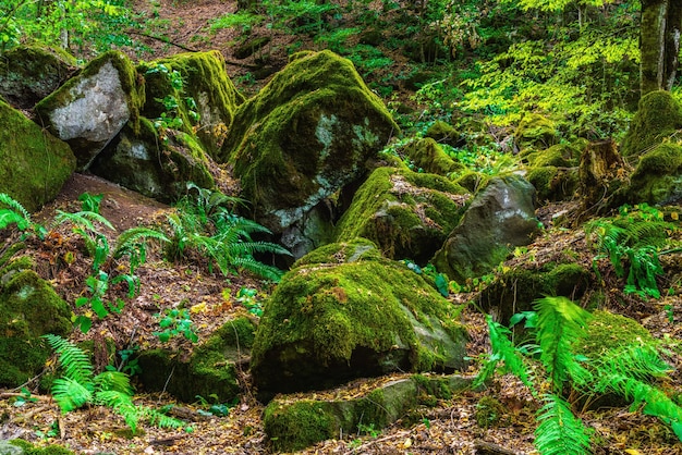 Rocas cubiertas de musgo en el bosque