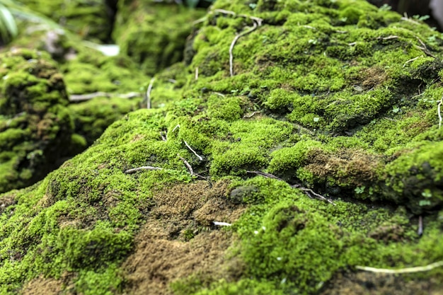 Rocas cubiertas de musgo en días soleados.