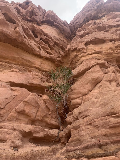 Rocas en el desierto de Egipto. Desierto, montañas rojas, rocas. Egipto, la península del Sinaí