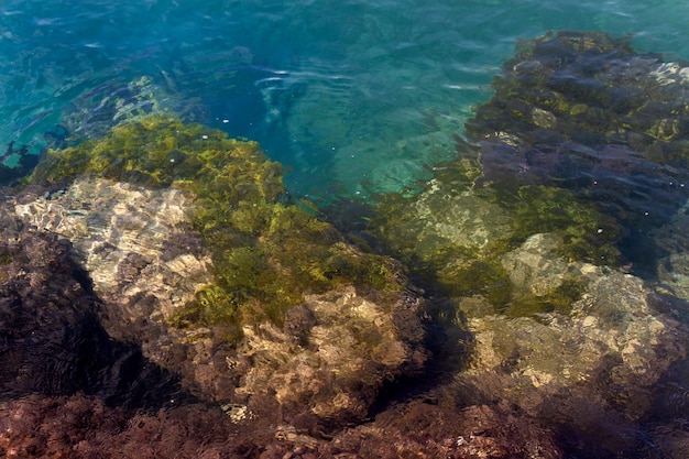 Rocas en agua cristalina cubiertas de algas en la orilla del Mediterrneo