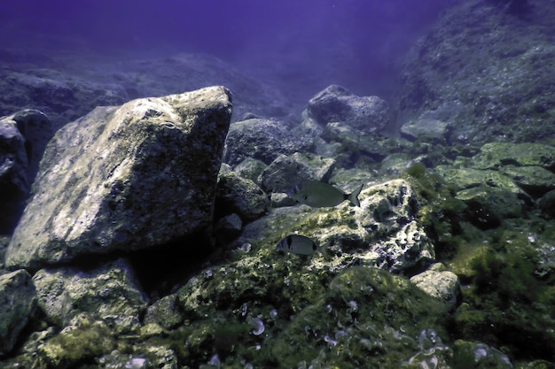 Las rocas en el fondo del océano Vida submarina