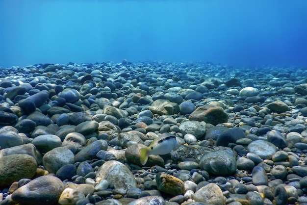 Rocas y guijarros submarinos en el fondo marino