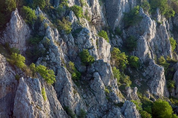 Rocas con matorrales