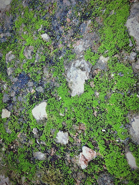 Foto las rocas de musgo