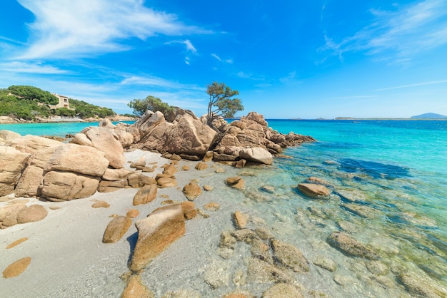 Rocas y plantas en la playa de Capriccioli Cerdeña