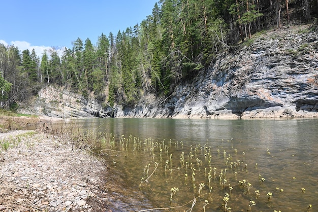 Rocas en el río taiga