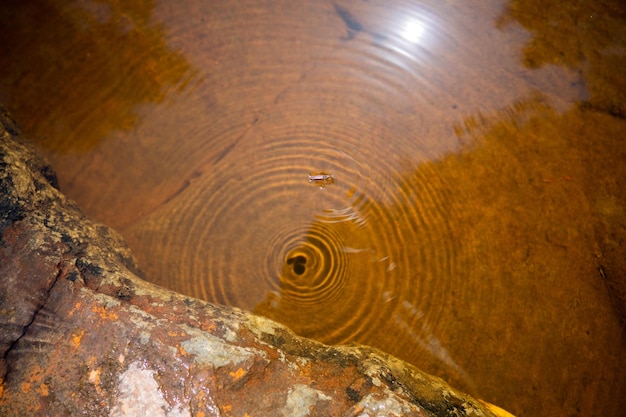 Rocas rojas en un arroyo de agua de tanino