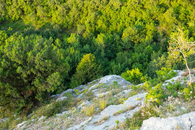 Rocas salvajes grises y bosque verde salvaje. Vista desde arriba. Paisaje.