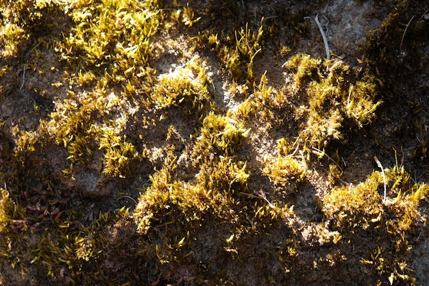 rocas volcánicas cubiertas de musgo y plantas silvestres. volcán activo. roca volcánica agrietada.