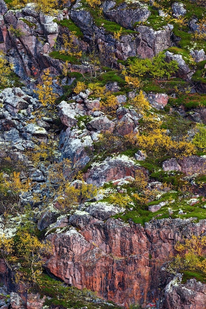 Rocha, encosta de montanha coberta de vegetação, musgo, líquen na tundra. Península de Kola, Rússia.