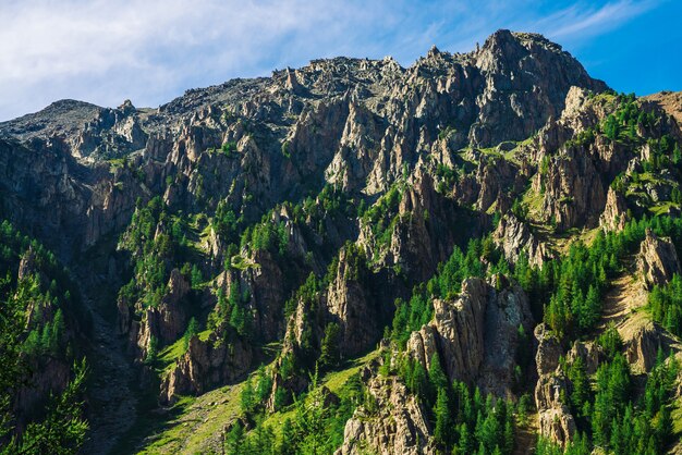 Rocha gigante com floresta de coníferas na encosta em dia ensolarado. Textura das partes superiores das árvores coníferas na montanha na luz solar. Penhasco rochoso íngreme. Paisagem de montanha vívida de natureza majestosa. Vista do vale.