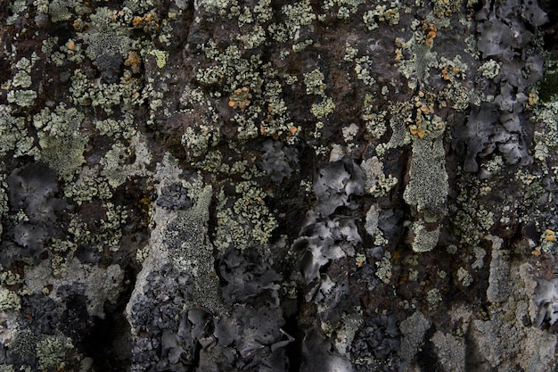 rocha nas montanhas que está coberta de vegetação com belo musgo texturizado closeup