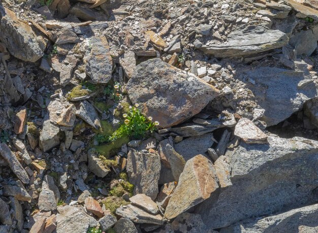 Foto rochas alpinas em close-up