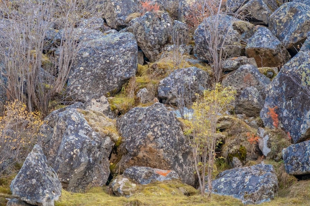 Rochas cobertas de musgo Belo musgo e pedra coberta de líquen Fundo texturizado na natureza
