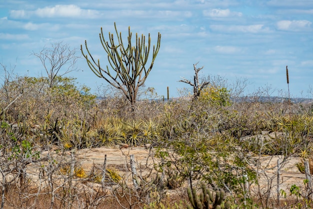 Rochas de cactos e vegetação típica do bioma caatinga brasileiro no estado da paraíba, brasil