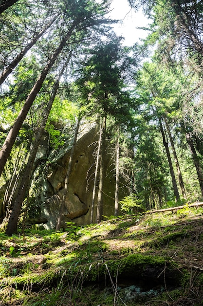 Rochas de pedra antigas e abetos vermelhos na floresta dos Cárpatos