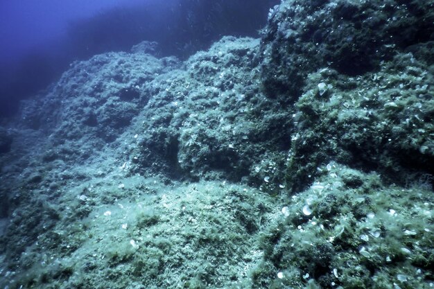 Rochas no fundo do oceano Vida subaquática