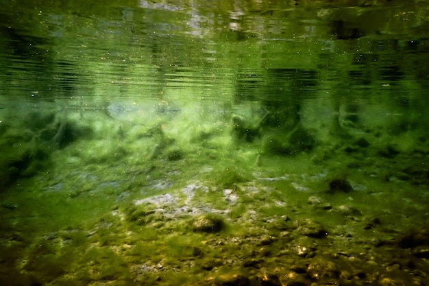 Rochas subaquáticas no leito do rio cobertas por algas verdes, qualidade da água