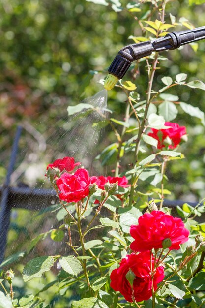 Rociado de rosales rojos. Proteger las plantas de rosas de enfermedades fúngicas o alimañas con un rociador a presión en el jardín