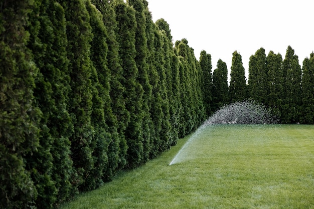 Rociadores de agua sobre el césped con hierba verde fresca