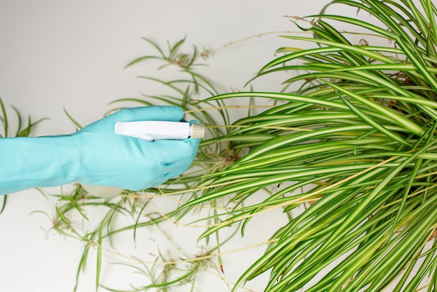 Rociar agua sobre las hojas de una floristería de plantas araña que cuida la jardinería de plantas de interior en casa