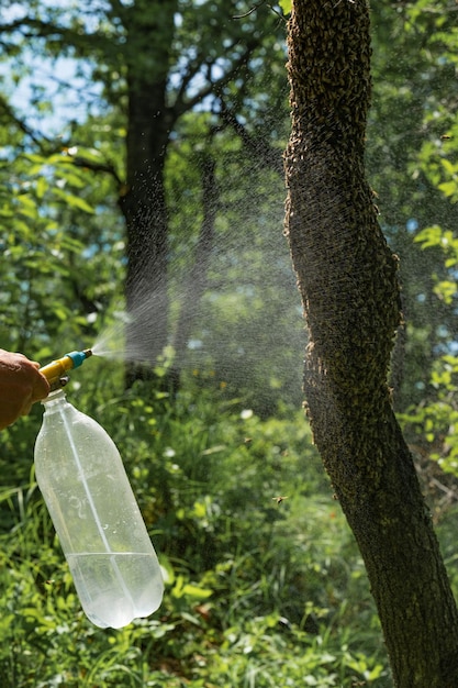 Rociar un enjambre de abejas con agua, las abejas melíferas están mojadas.