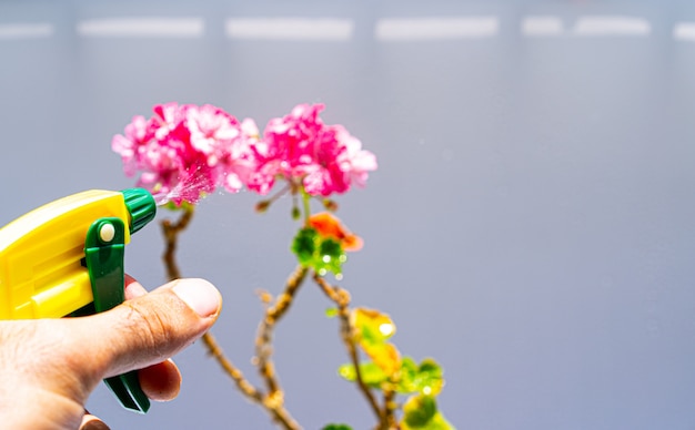 Rociar una flor de una botella de spray