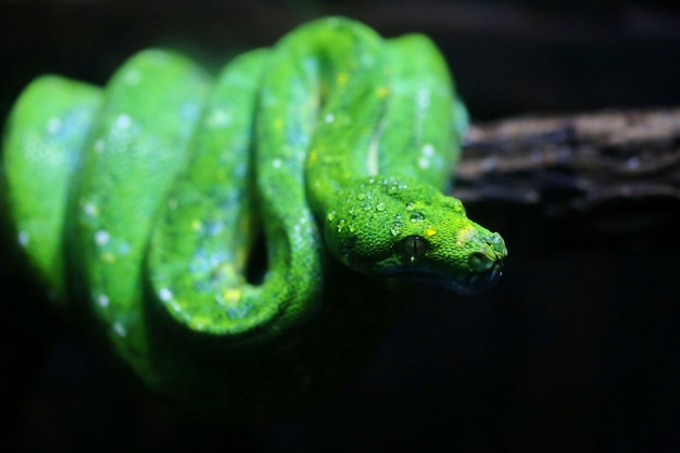 Rociar foco en cabeza de serpiente verde