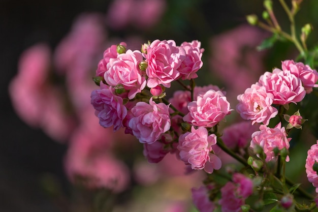 Rocíe capullos de rosa en un lecho de flores