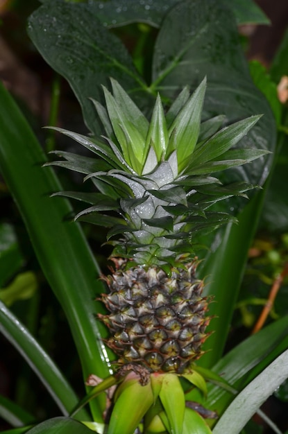 Foto rocío aferrándose a una pequeña piña fresca en hawai